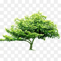 高清矢量摄影绿色大树