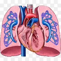 心脏肺部血管图片