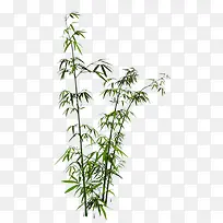 竹子-竹酒原料