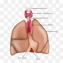 人体肺与气管