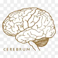 cerebrum大脑器官教学图