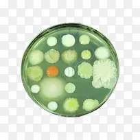 酵母菌与细菌图片素材
