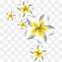 白色简约木槿花花卉