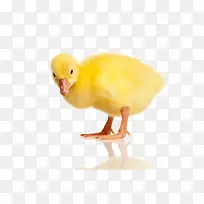 黄色小鸭