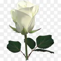 白色玫瑰植物高清素材