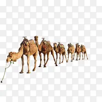 骆驼队伍