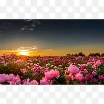 夕阳下的大马士革玫瑰谷图