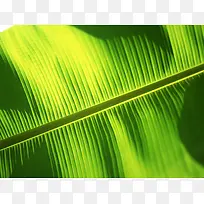 热带植物芭蕉树叶