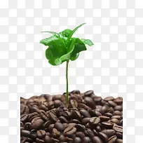 咖啡树芽图片素材