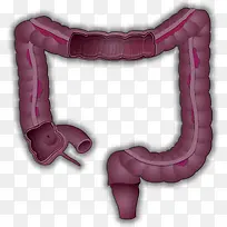 人体的肠胃器官卡通