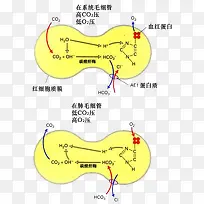 红细胞和蛋白质
