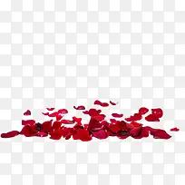 红色玫瑰花瓣散落