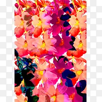 彩色花卉装饰背景