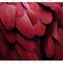 红色树叶背景矢量素材高清图片
