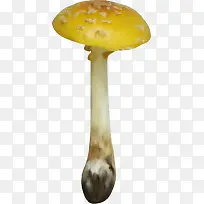 食物手绘图片 蘑菇
