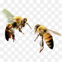 高清两个大蜜蜂海报