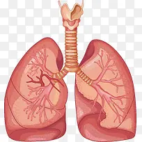 肺部功能设计