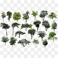 各种槐树品种展示图