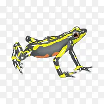 黄色的青蛙
