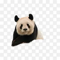 毛茸茸的大熊猫