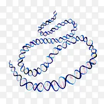 长条的DNA
