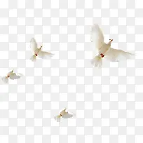 白色飞翔白鸽翱翔天空