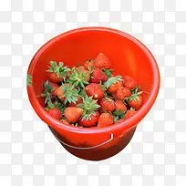 草莓采摘一桶图片