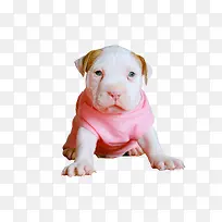 比特犬【小耳朵】