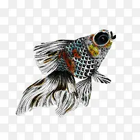 手绘插画瞎眼鱼