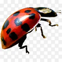 红色麦田瓢虫昆虫