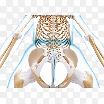 立体人体骨关节插图