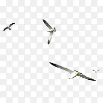 虫鸟插画动物元素 海鸥