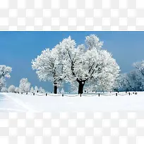 高清摄影唯美壁纸雪地大树