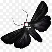 黑色蝴蝶不详