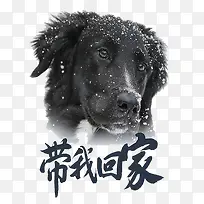 可怜的狗狗