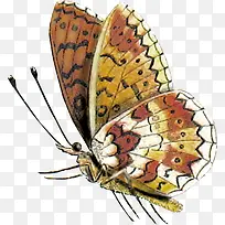 卡通手绘昆虫蝴蝶