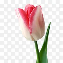 鲜花