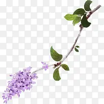 紫色花枝素材