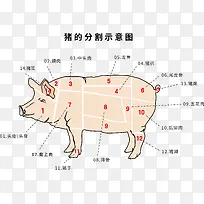 猪的分割示意图