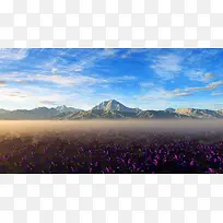 山下的紫色花丛海报背景