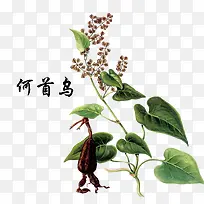 植物何首乌