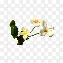 白色桂花