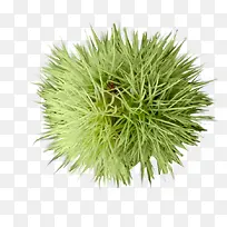 绿色 草堆 装饰  植物