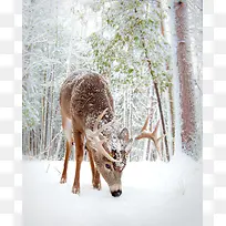 冬季树林麋鹿大雪圣诞节海报背景