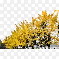 黄色银杏树