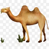 骆驼旅游装饰素材