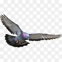 鸽子矢量素材羽毛 展翅的老鹰