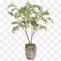 盆栽