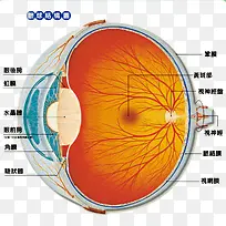 眼球结构图