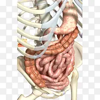人体肠道器官